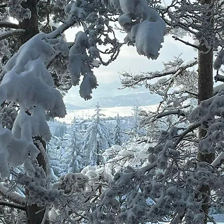 Bojic Zlatibor *